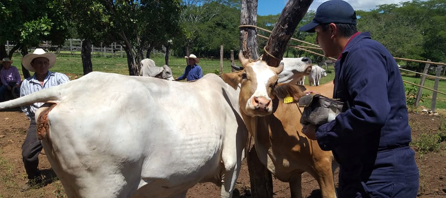 Rabia Paralítica Bovina