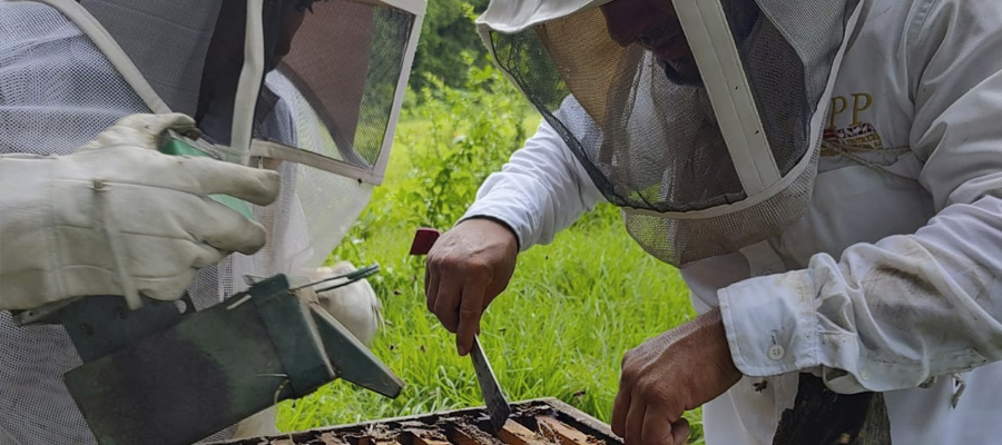 Varroasis de las abejas