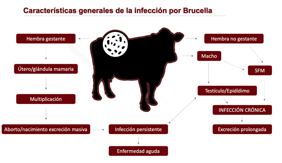 Brucelosis en los animales