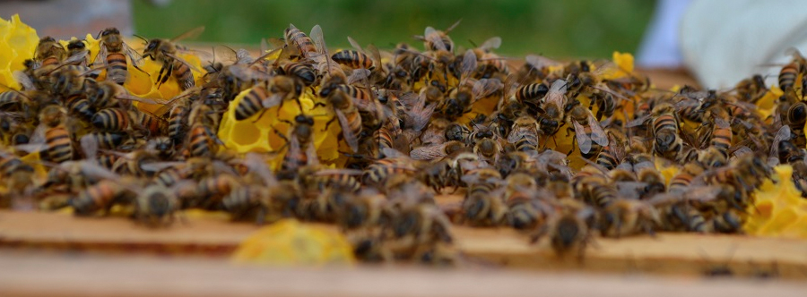 Varroasis de las abejas