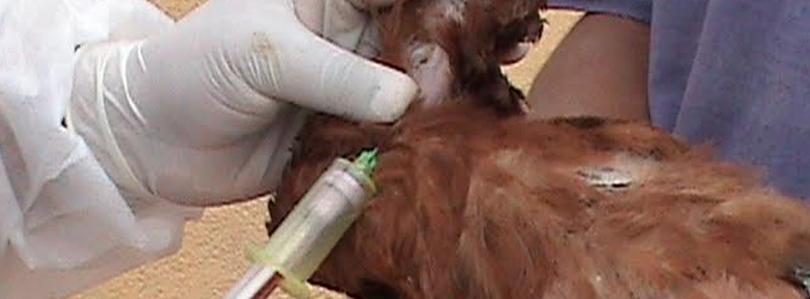 Vigilancia epidemiológica