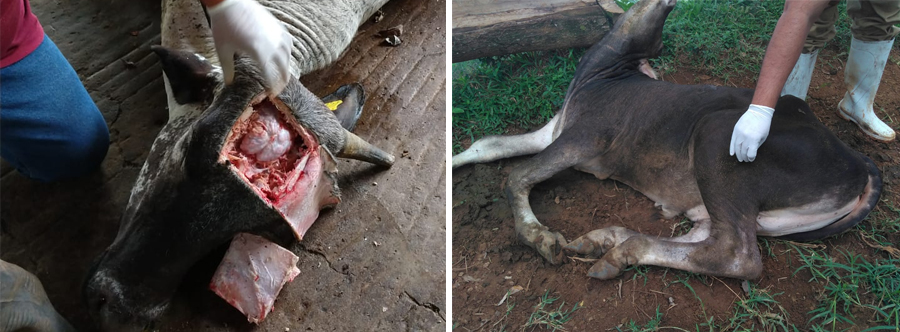 Rabia en Bovinos y Especies Ganaderas 1