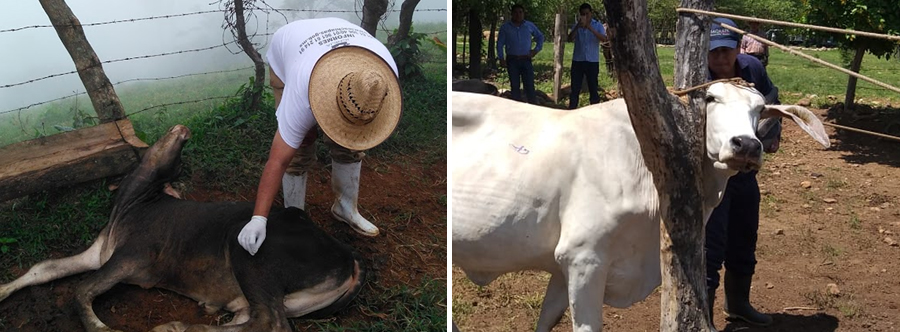 Rabia en Bovinos y Especies Ganaderas 2