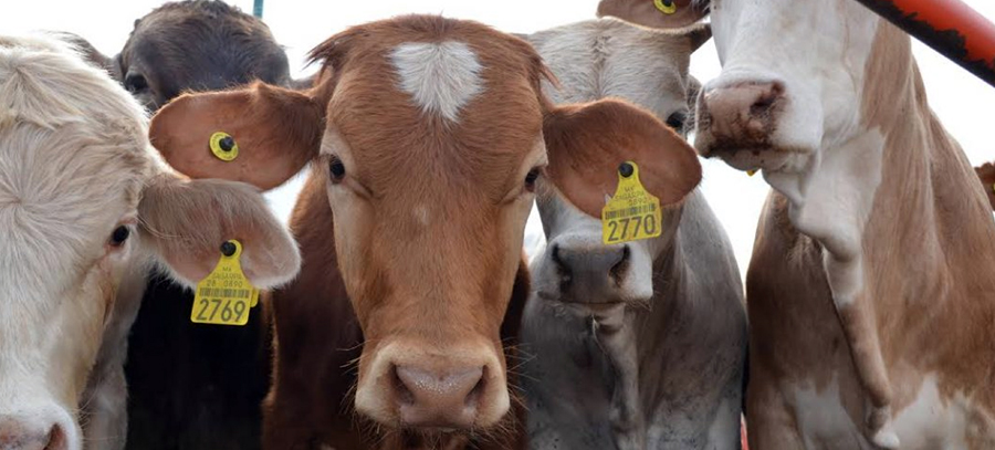 Tuberculosis Bovina 1
