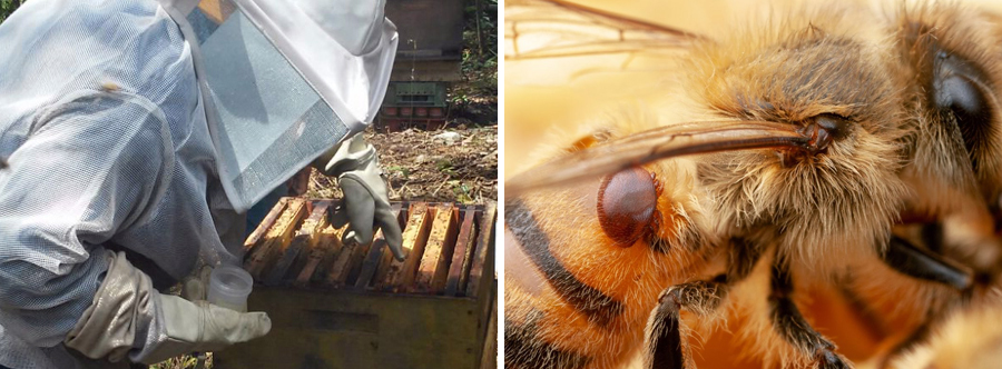 Varroasis de las abejas 1